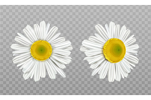 Realistic Spring Chamomile, Daisy