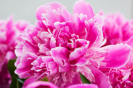 Pink purple peony flowers