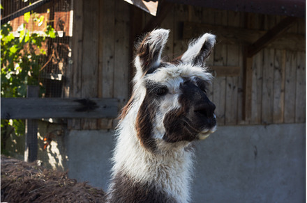 Llama standing near a rustic barn, an Animal Photo by Irina