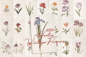 Hortus Vintage Flowers Prints