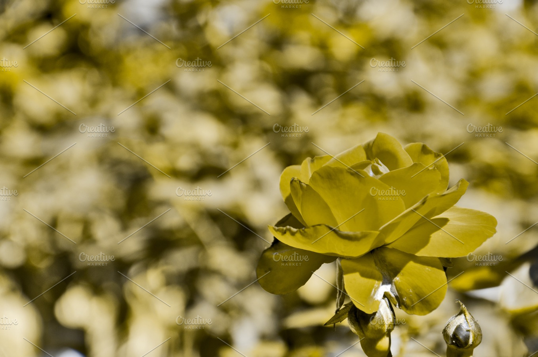 Background Rose Sepia