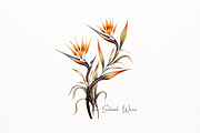 Exotic Watercolor Bird of Paradise, a Decorative Illustration by New-School-Wave (Thumbnail 2 of 5)