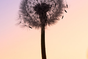 Dandelion at Dawn