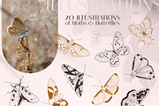 MOTHS & BUTTERFLIES illustration set, an Animal Illustration by Yuliia Lashevska (Thumbnail 2 of 13)