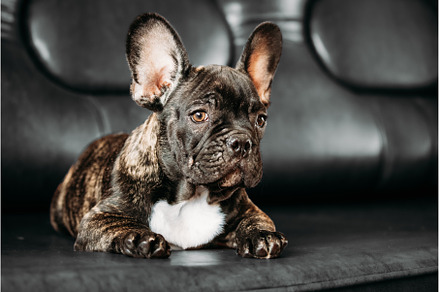Young Small Black French Bulldog Dog, an Animal Photo by Our Amazing World