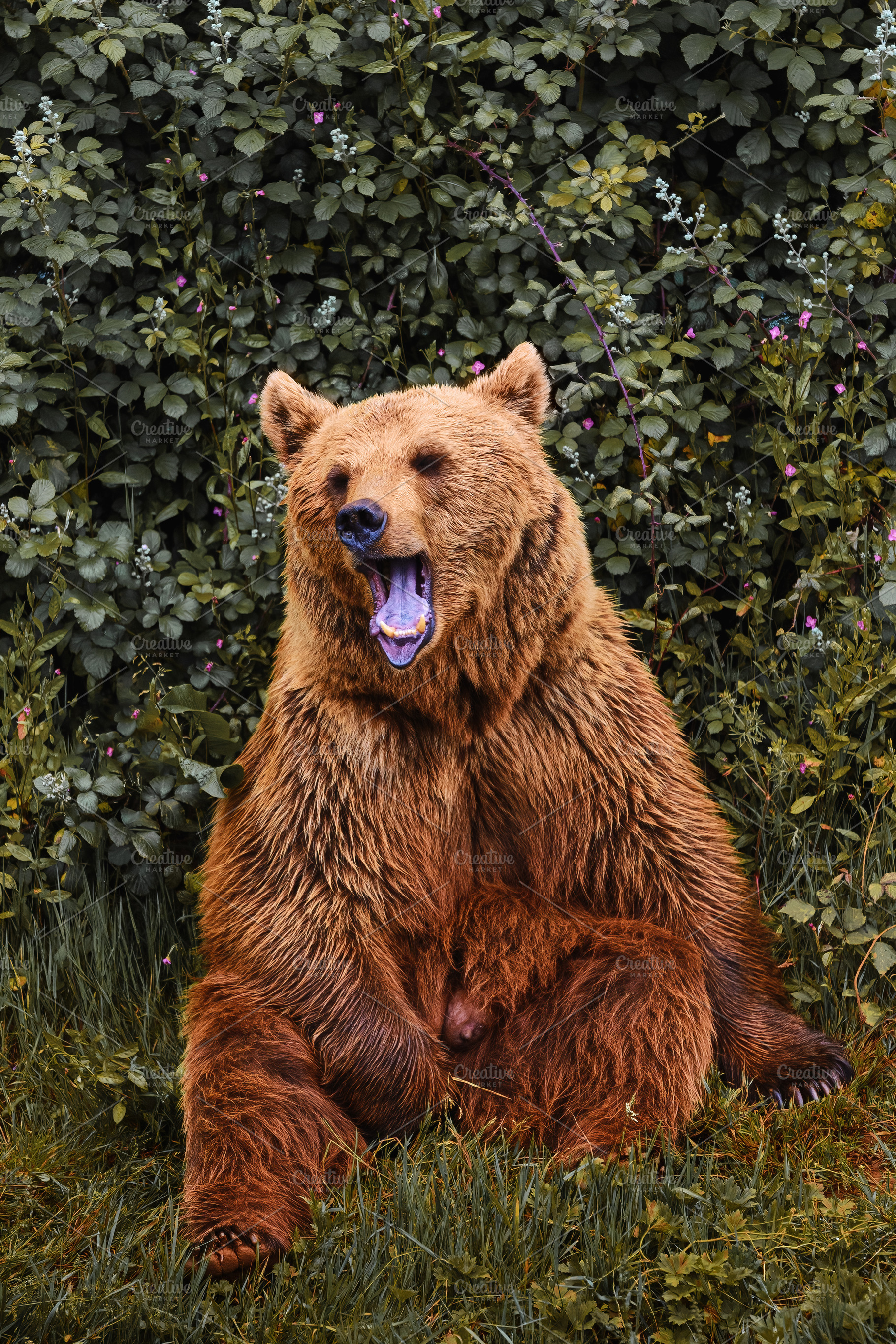 Adult brown bear yawning in the fore, an Animal Photo by Perpis
