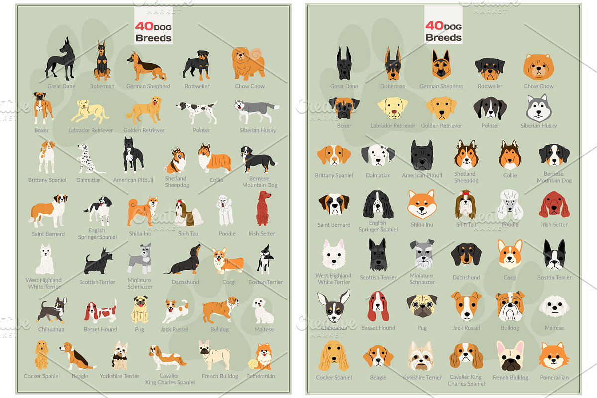 40 dog breeds vector illustration, an Illustration by faitotoro (Photo 2 of 3)
