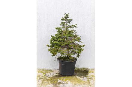 A little green spruce is in a black, a Nature Photo by Illustrations&photos