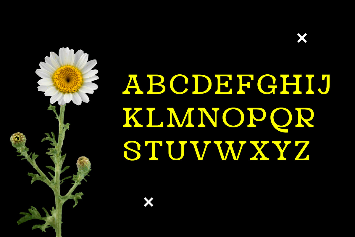 Meliora - Blammix, a Serif Font by Meliora Studio (Photo 9 of 10)