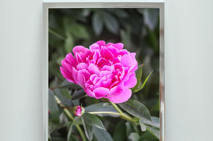 Spring Roses preview 6