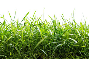Grass green fresh border isolated fu, a Photo by LOGOCREATIVE