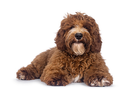 Australian Cobberdog on white background, an Animal Photo by Cat'chy Images by Nynke