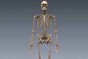 Human skeleton rigged, a Characters & Person 3D Model by konstantin.ermolaev (Thumbnail 4 of 27)