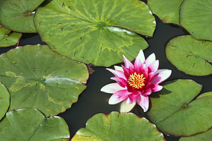 Water lily in summer, a Nature Photo by BOOCYS