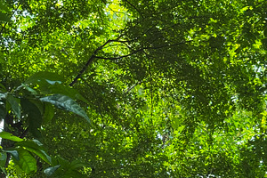 Green leaves with sunlight backgroun, a Nature Photo by ArtBackground
