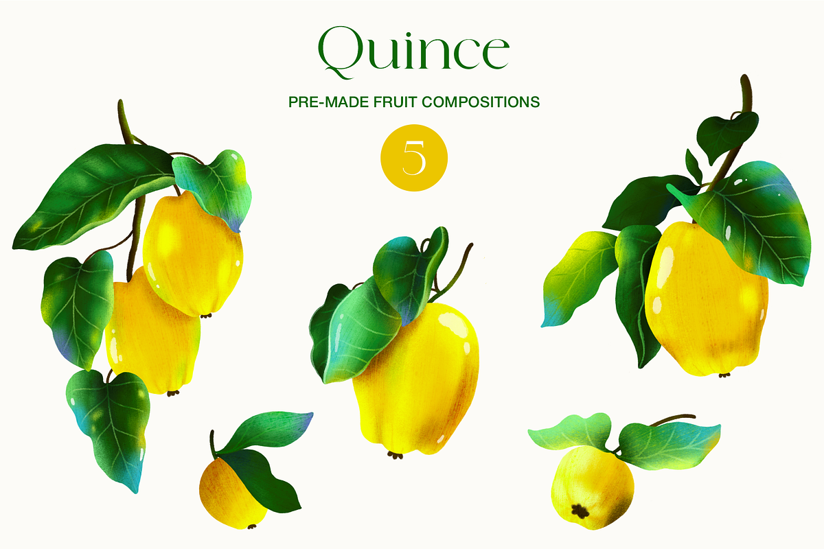 Quince fruit and leaves clipart, a Food Illustration by Harmony Draws (Photo 4 of 7)