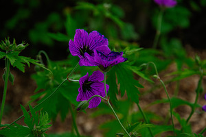 Vivid purple flowers in Reykjavik botanical setting surrounded by lush greenery, a Photo by AS photostudio