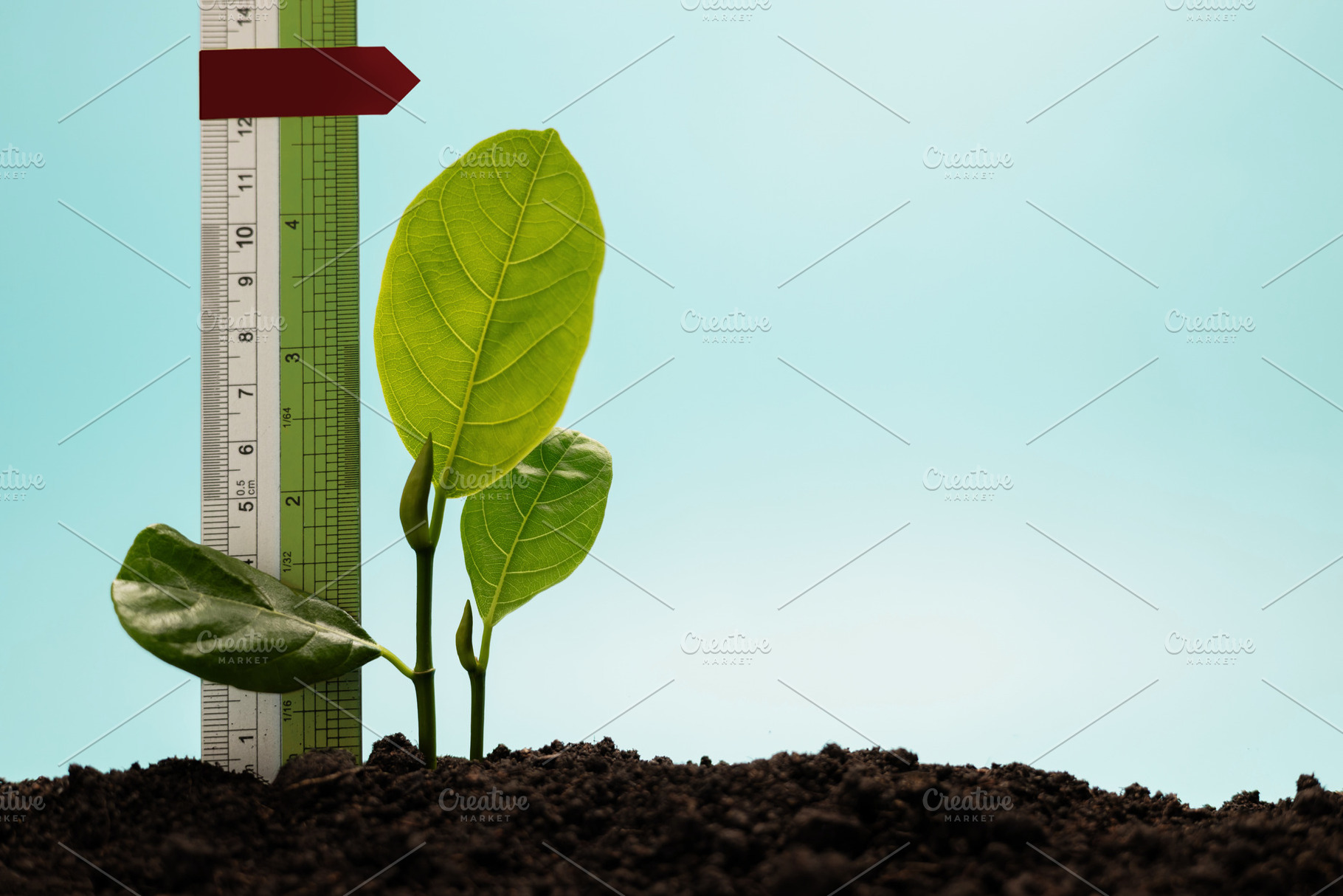 Young plant growing beside ruler ,personal growth, measurable pr, a Photo by salmon.black