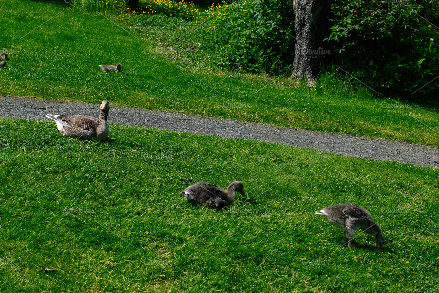 Geese and goslings grazing on green grass in Reykjavik, Iceland under sunlight, a Photo by AS photostudio