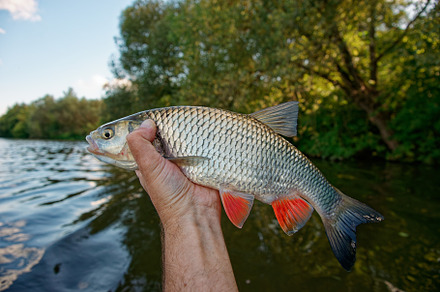 Big chub in fisherman's hand