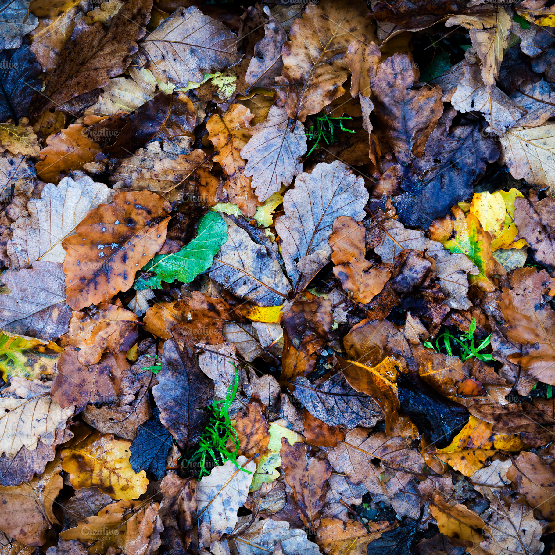 Autumn Leaves, a Nature Photo by THP Creative