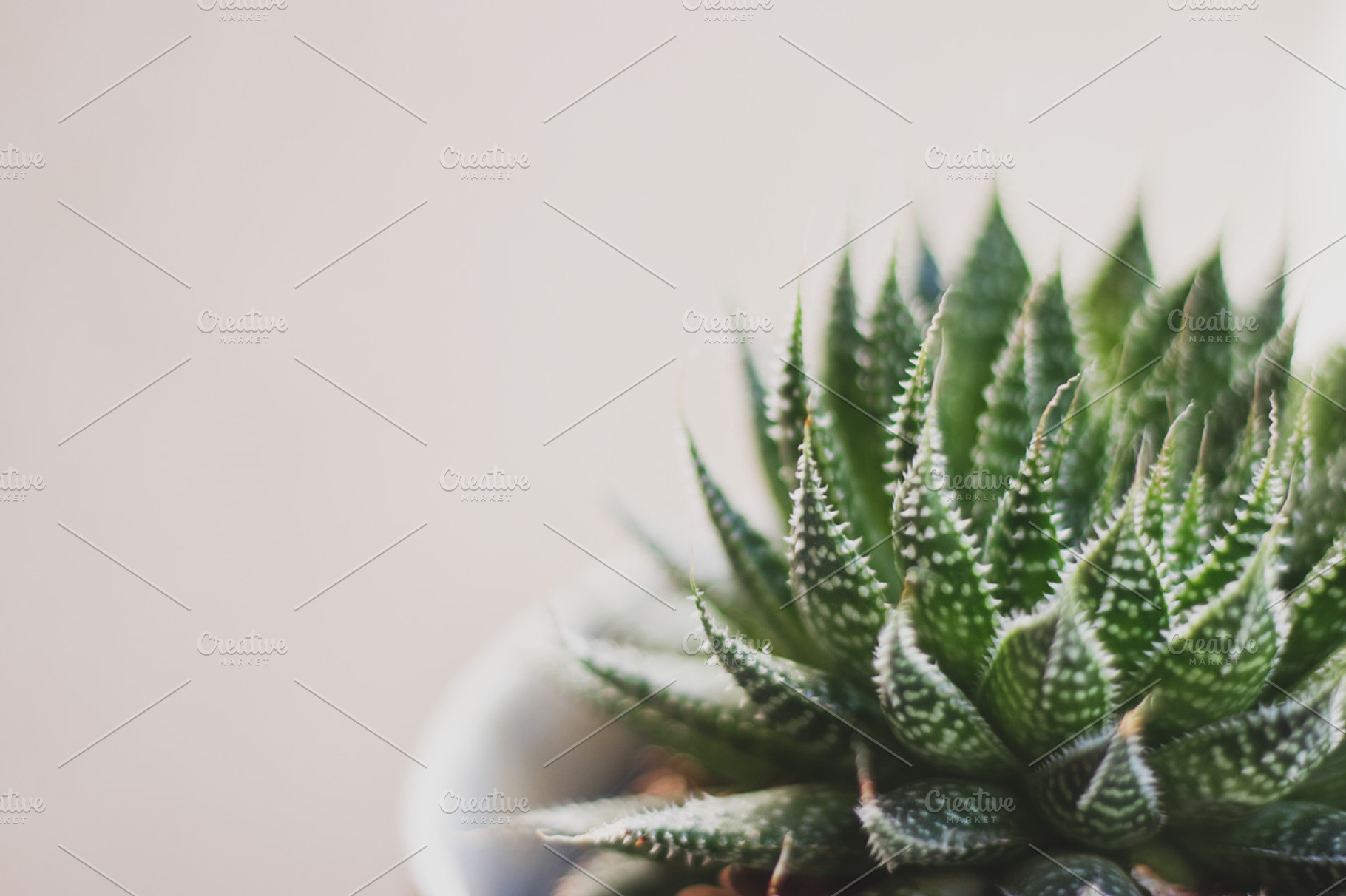 Simple Spiky Succulent, an Abstract Photo by René Jordaan Photography