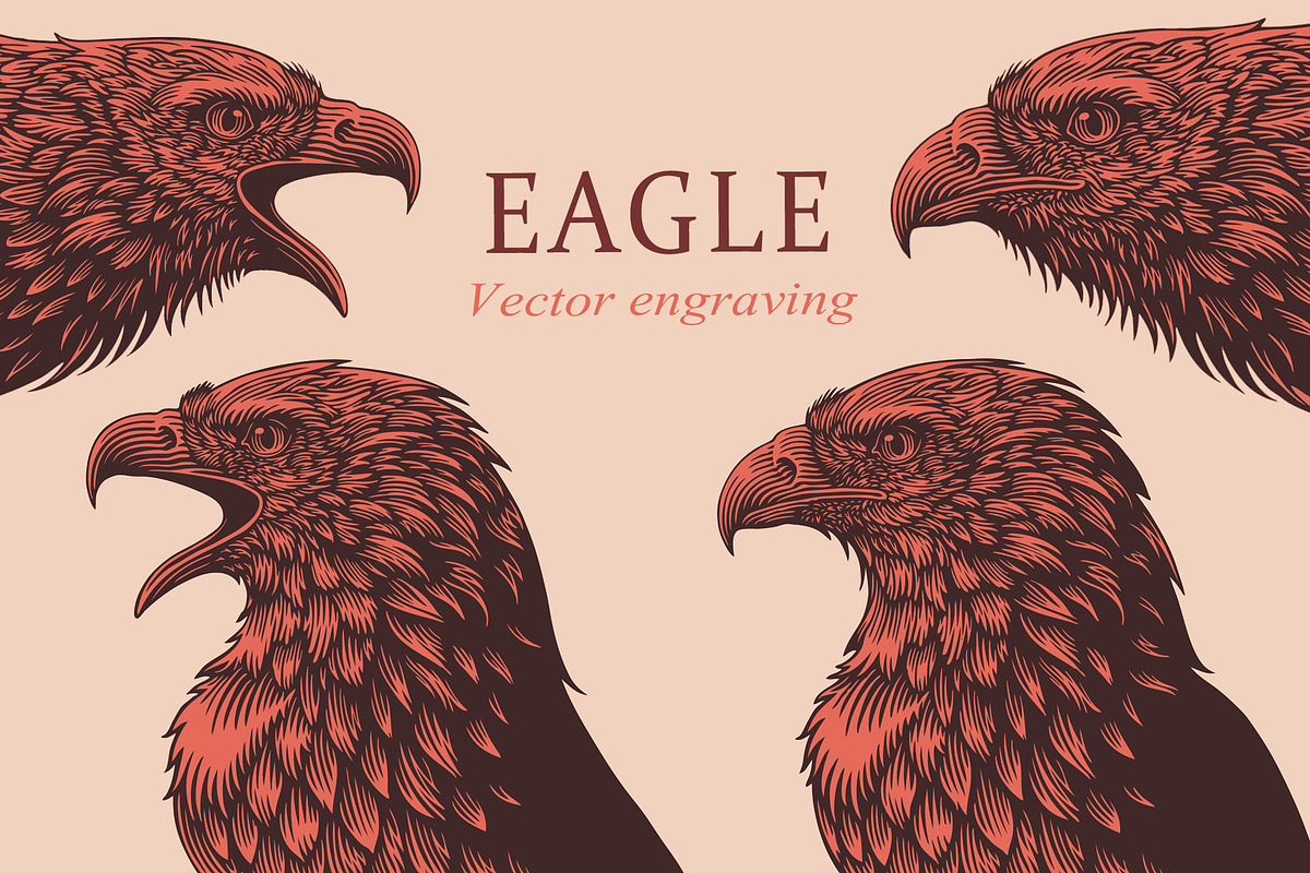 Design set Eagle. Vector engraving, an Animal Illustration by Vector Engraving (Photo 1 of 2)