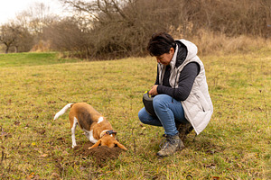 Woman training a beagle dog for truffle hunting, a Photo by Grafvision photography