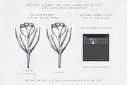 Hand Drawn Spring Flowers Set, a Seasonal Illustration by Yevheniia (Thumbnail 14 of 16)