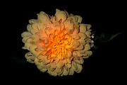 Moody Botanical Chrysanthemum Photos, a Nature Photo by Silent Nature (Thumbnail 1 of 6)