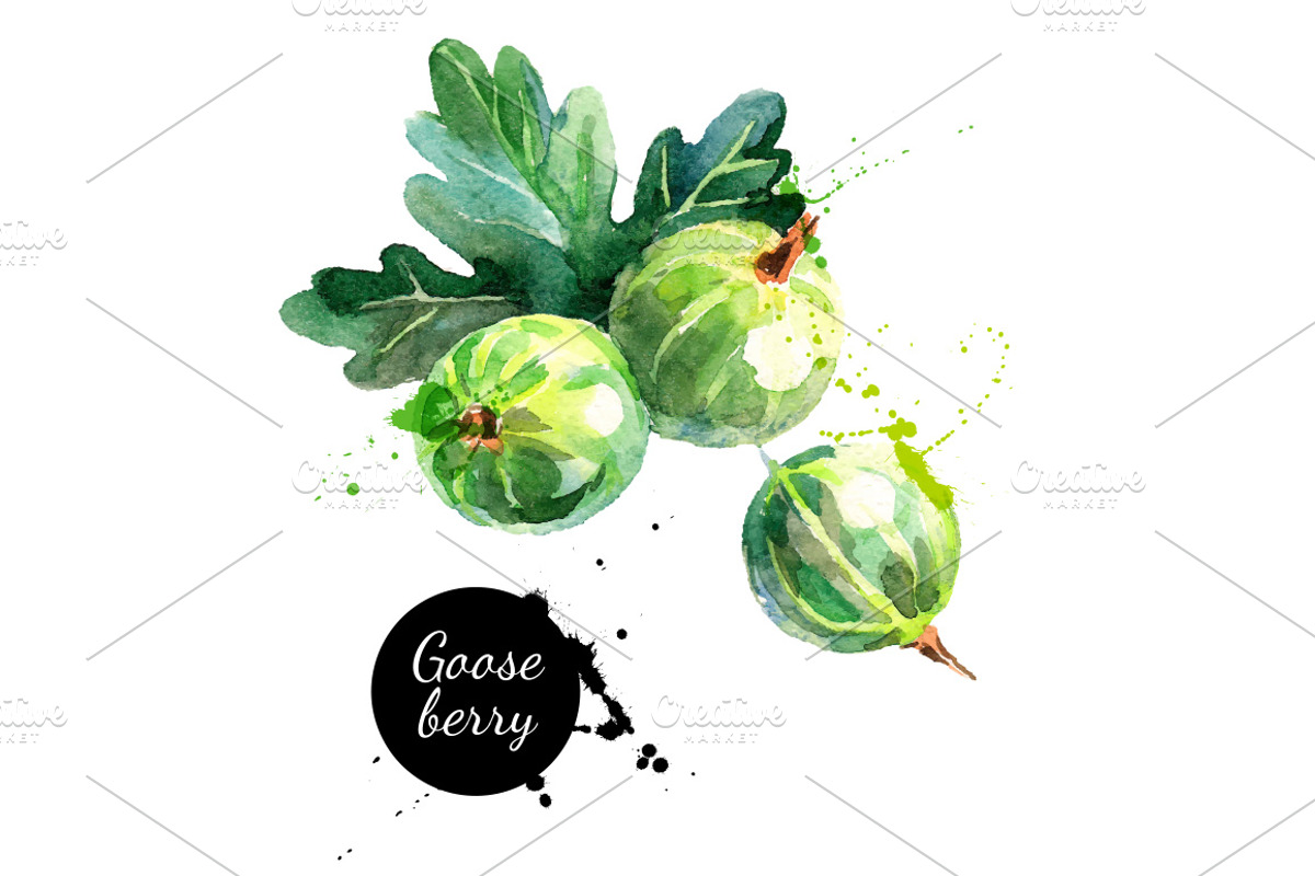 Watercolor Berries Vector Set, a Food Illustration by Elena Pimonova (Photo 4 of 4)