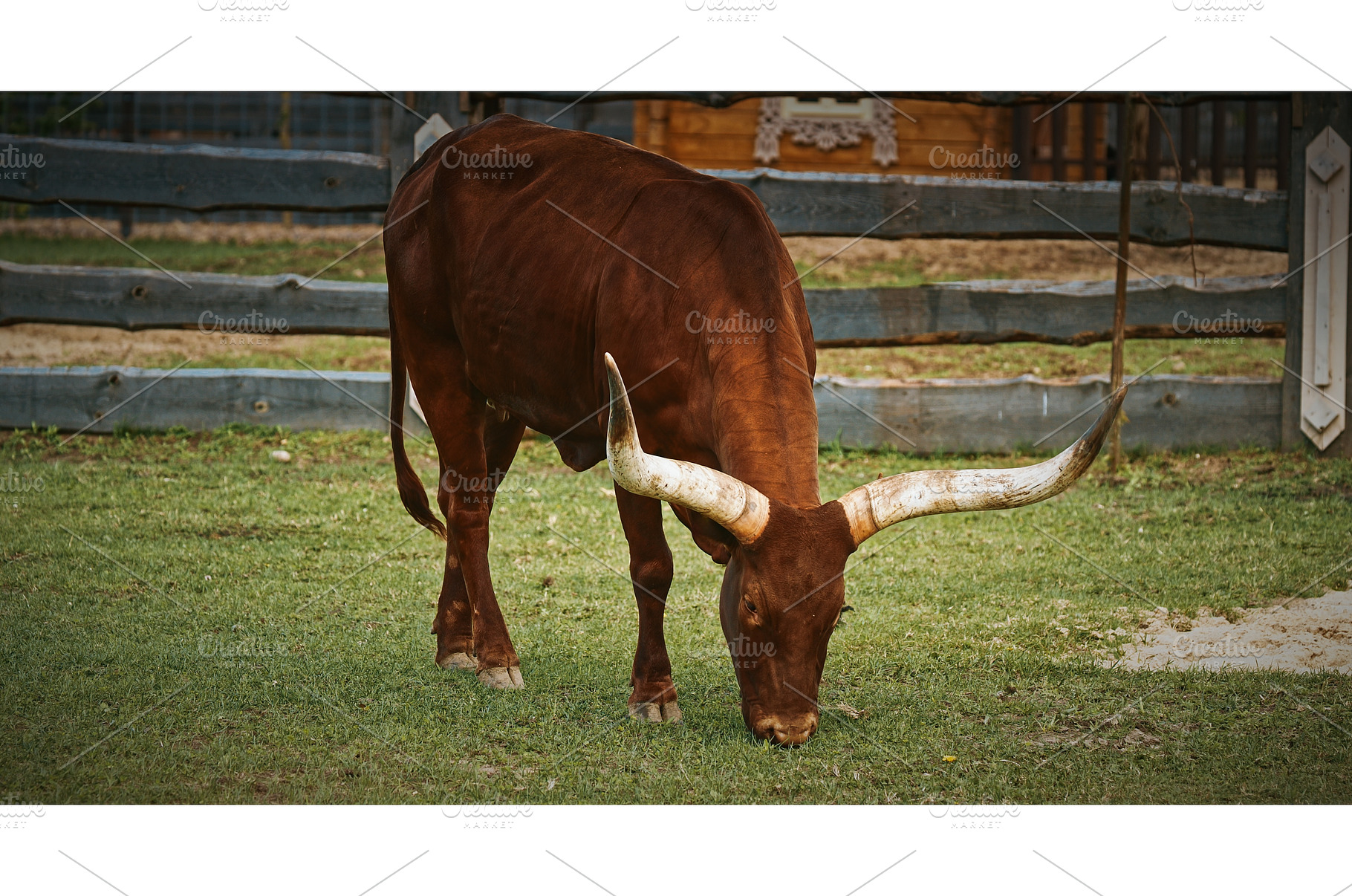 Brown Watussi Cow Grazing with Long, an Animal Photo by Our Amazing World