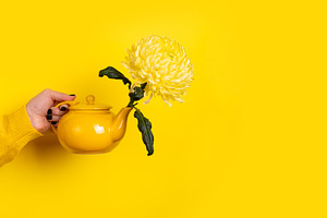 Hand holding a yellow teapot with a blooming chrysanthemum again, a Food & Drink Photo by Ales Munt