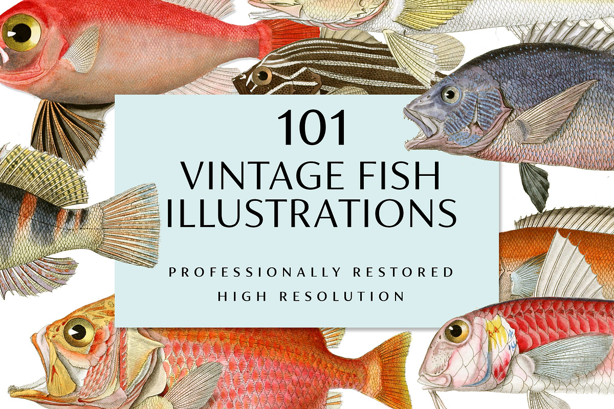 Vintage Fish Illustrations, a Food Illustration by BlackBird Foundry (Photo 1 of 5)