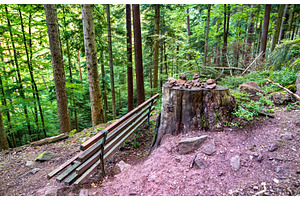 Bench and tree stump in the Vosges, a Nature Photo by Leonid Andronov
