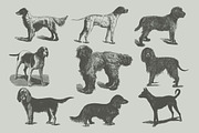 Vintage Bundle 2500+ Free Update, an Animal Illustration by Retro Machine (Thumbnail 107 of 170)