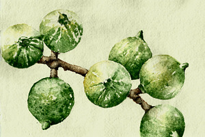 Macadamia nuts, an Illustration by Watercolor_Vector Graphic