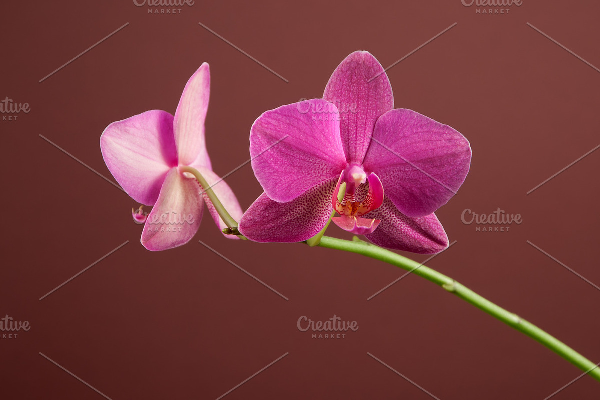 Phalaenopsis orchid flowers stock photo containing orchid and flowers, a Nature Photo by Alexander62 (Photo 2 of 2)