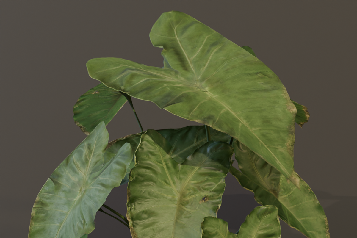 The BroadLeaf Taro Bush, a Plants & Tree 3D Model by FuturePastCreatives (Photo 3 of 19)