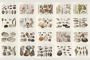 Kumataro Ito Japanese Aquatic Art, an Animal Illustration by Digital Museum (Thumbnail 7 of 13)