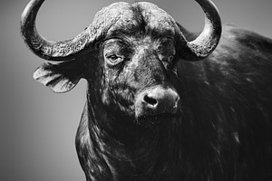 Alerted buffalo bull, black & white