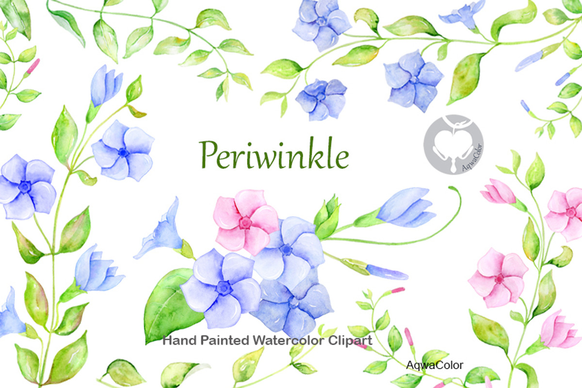 Watercolor clipart Periwinkle, an Illustration by AqwaColor (Photo 1 of 2)