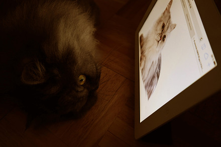Cat iPad