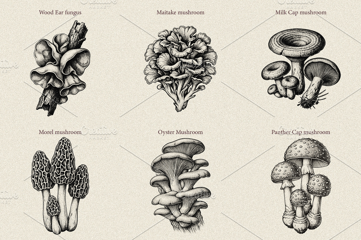 35 Mushrooms & Fungi–Engraved Vector, an Object Graphic by Gonez Studio (Photo 4 of 13)