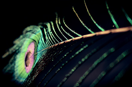 Peacock feather stock photo