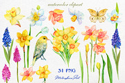 Daffodil  Narcissus  Watercolour, an Illustration by MitrushovaArt (Thumbnail 2 of 7)