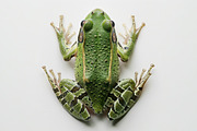104 Frogs, an Animal Photo by Handmadefont (Thumbnail 17 of 17)