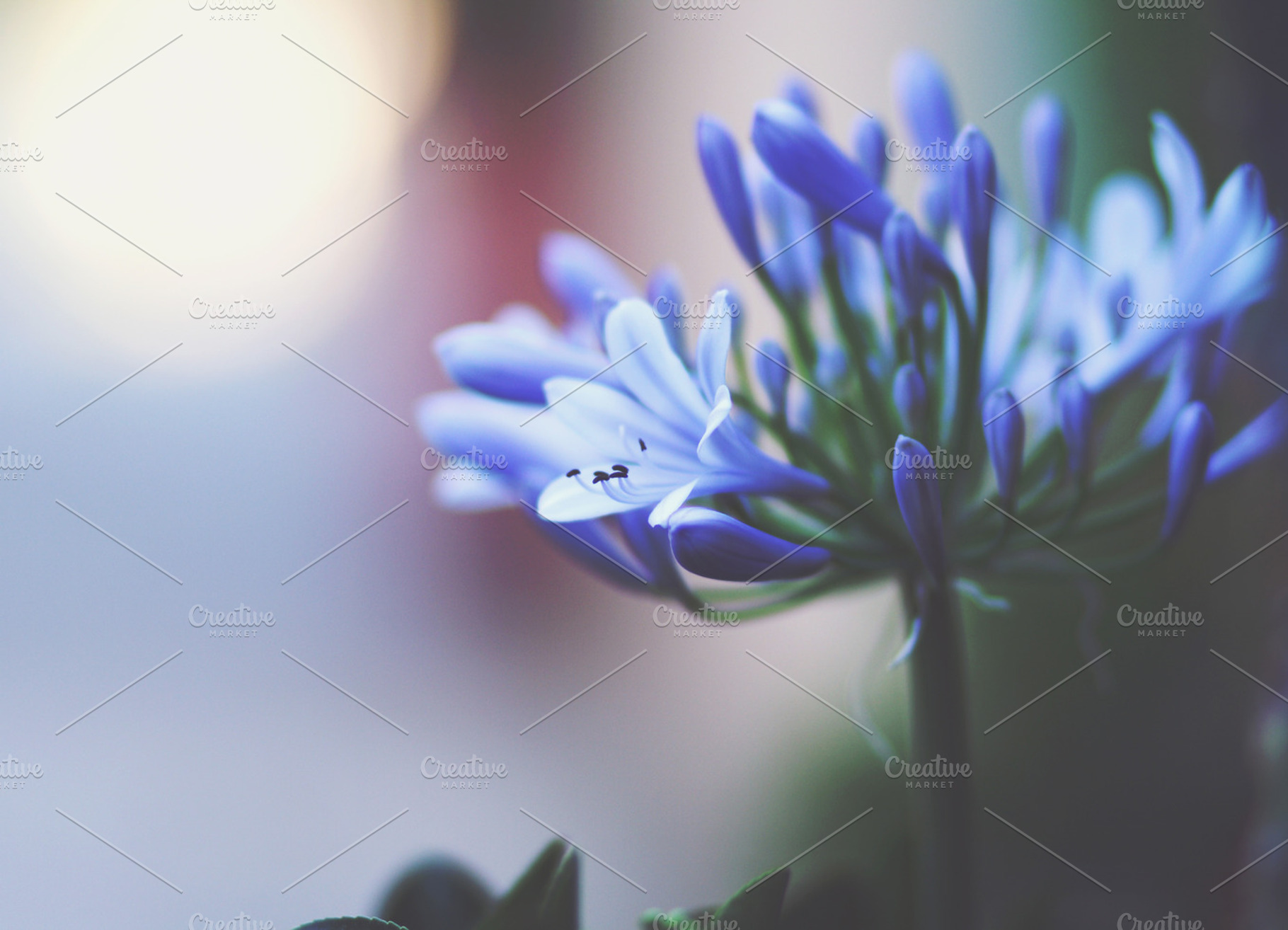Agapanthus featuring blossom, bokeh, and spring, a Nature Photo by Maria Dattola Photography