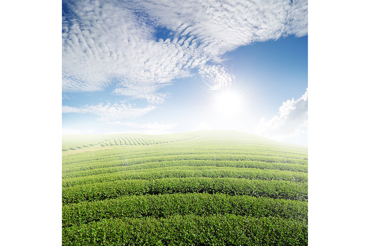 50 Fields background Set 01, a Texture Graphic by FWStudio (Photo 13 of 13)