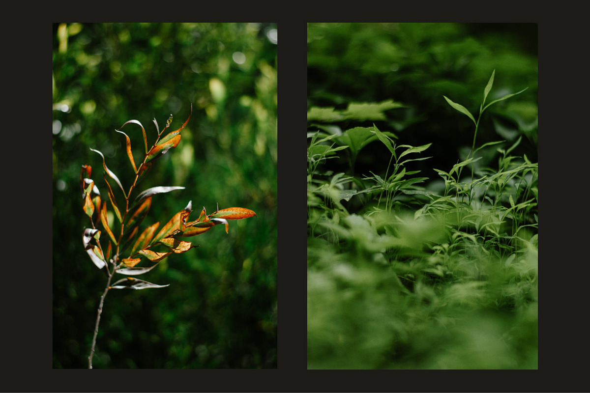 Six Foliage Images, a Nature Photo by Fossilized Tree Sap (Photo 3 of 4)